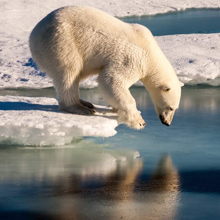 850x850 virtual field trips