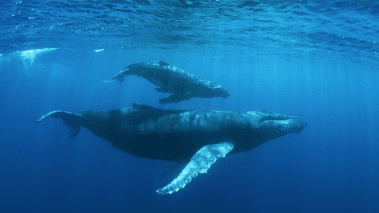 LEGO WhaleWonders VFT DE Thumbnail 700x500