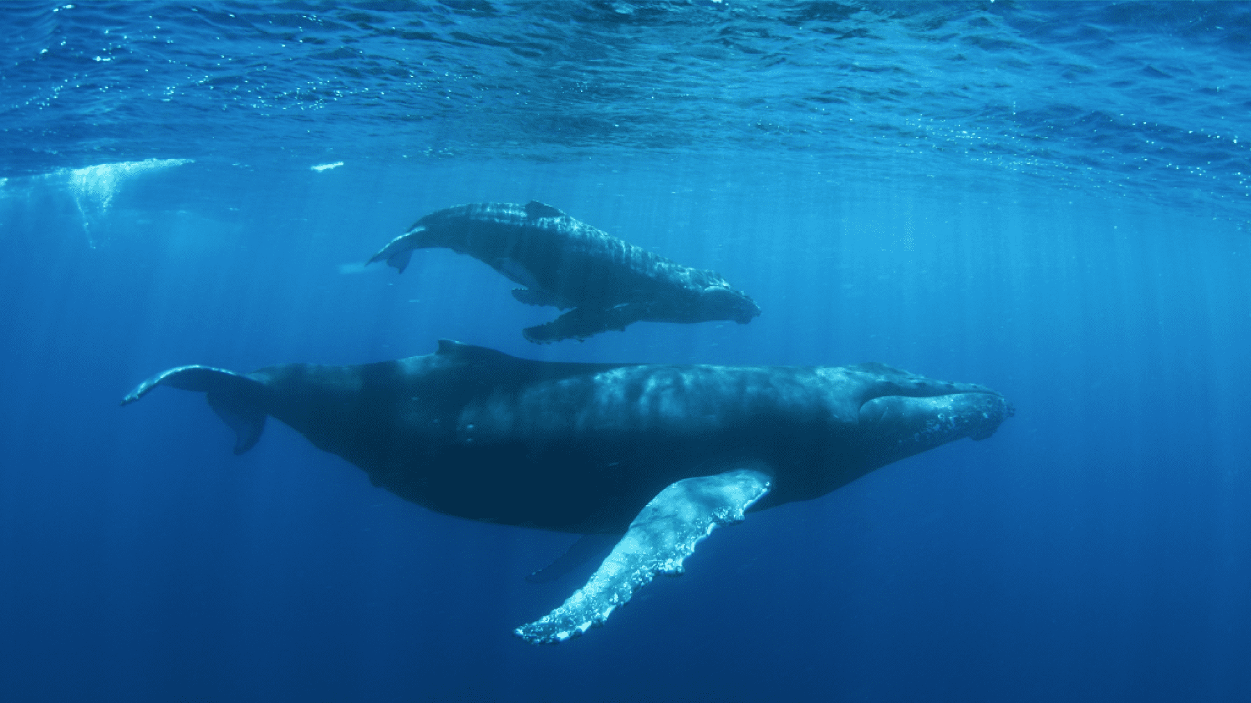 LEGO WhaleWonders VFT DE Thumbnail 700x500