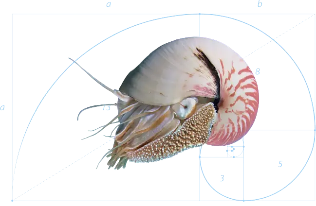 de solutions math hero nautilus spiral