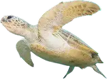 de solutions math turtle full